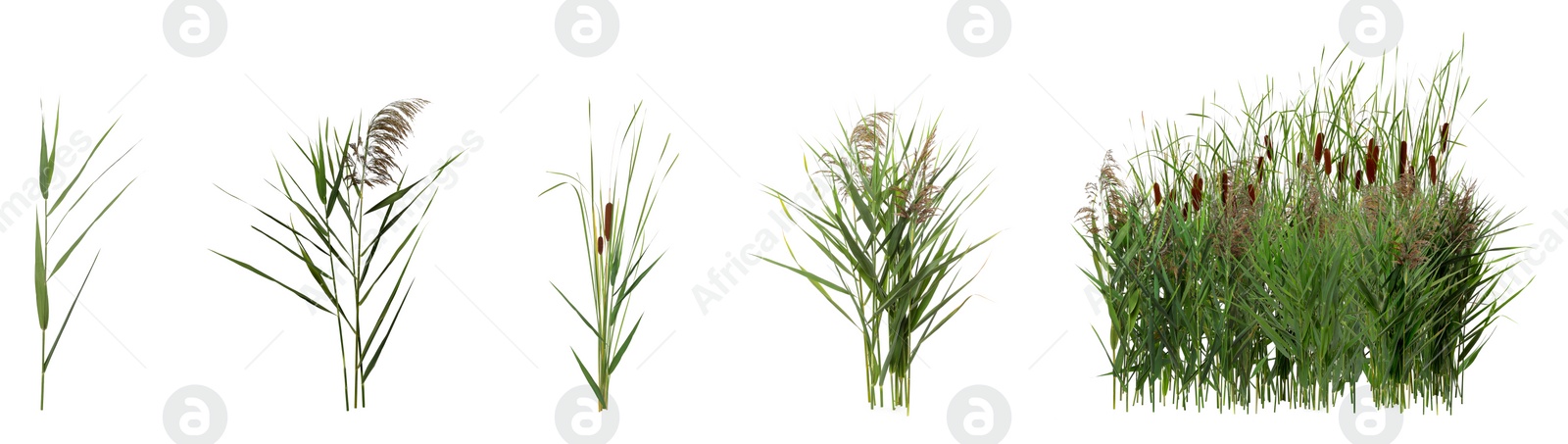 Image of Set with beautiful green reed on white background. Banner design