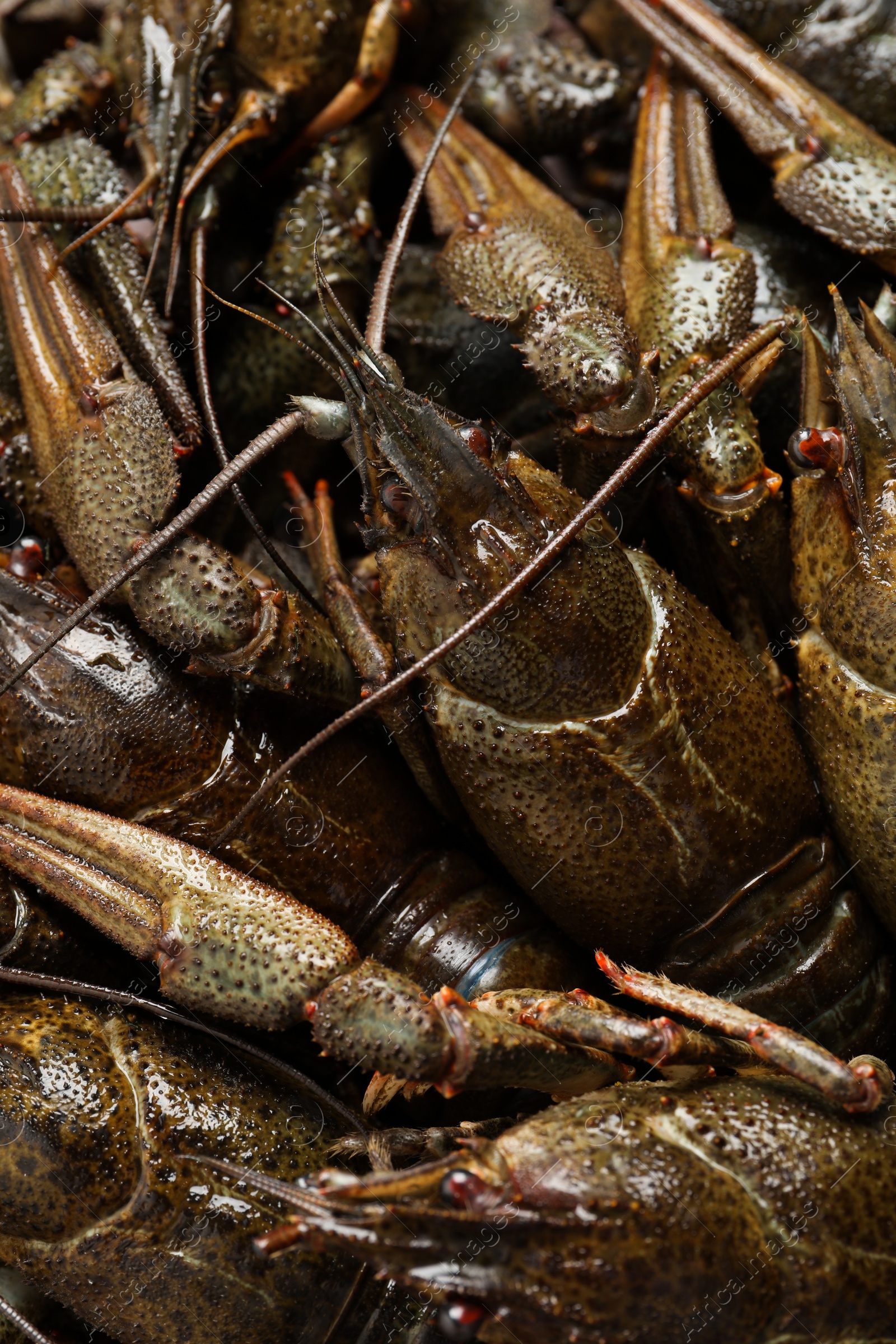 Photo of Heap of fresh raw crayfishes as background, closeup