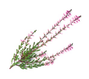 Branch of heather with beautiful flowers isolated on white