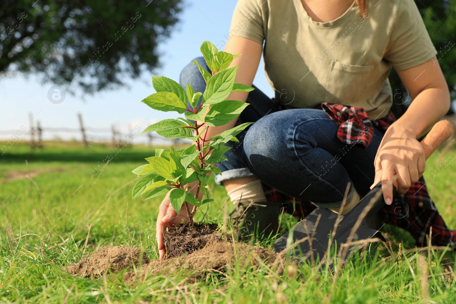 Photo of Woman planting young green tree in garden, closeup