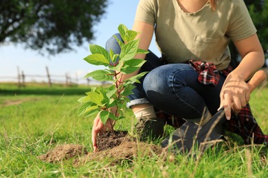 Woman planting young green tree in garden, closeup