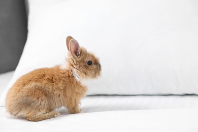 Cute fluffy pet rabbit on bed. Space for text