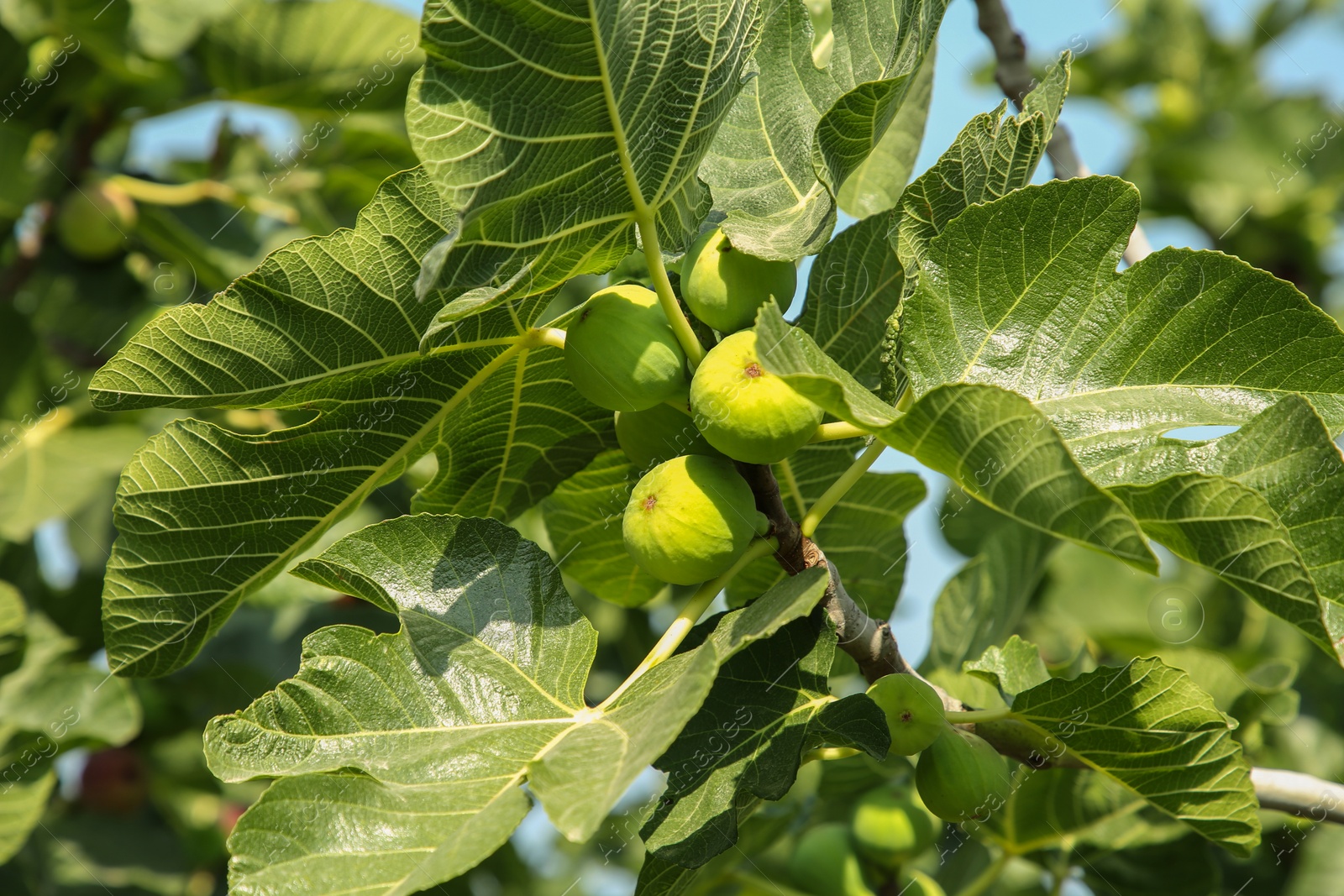 Photo of Unripe figs growing on tree in garden outdoors