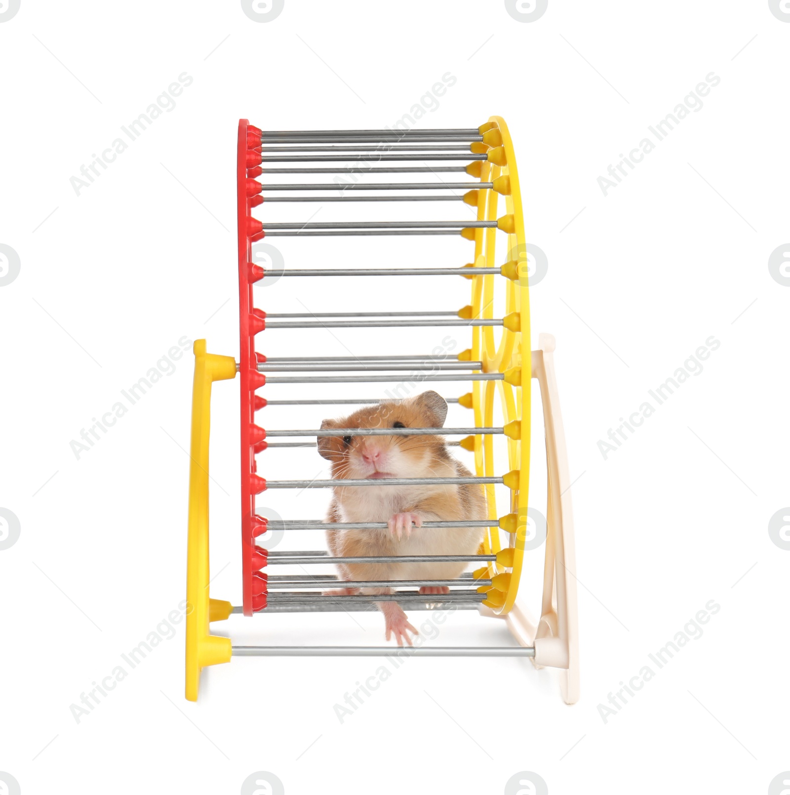 Photo of Cute little hamster in spinning wheel on white background