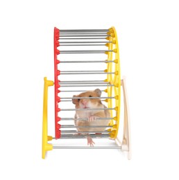 Photo of Cute little hamster in spinning wheel on white background