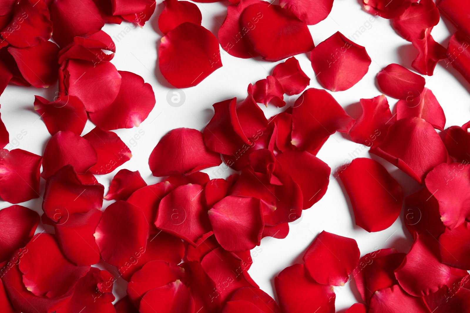 Photo of Red rose petals on white background, top view