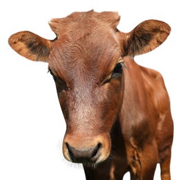 Image of Cute brown calf on white background, closeup view. Animal husbandry