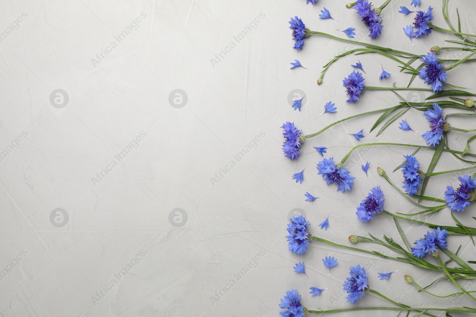 Photo of Beautiful blue cornflowers on light grey table, flat lay. Space for text