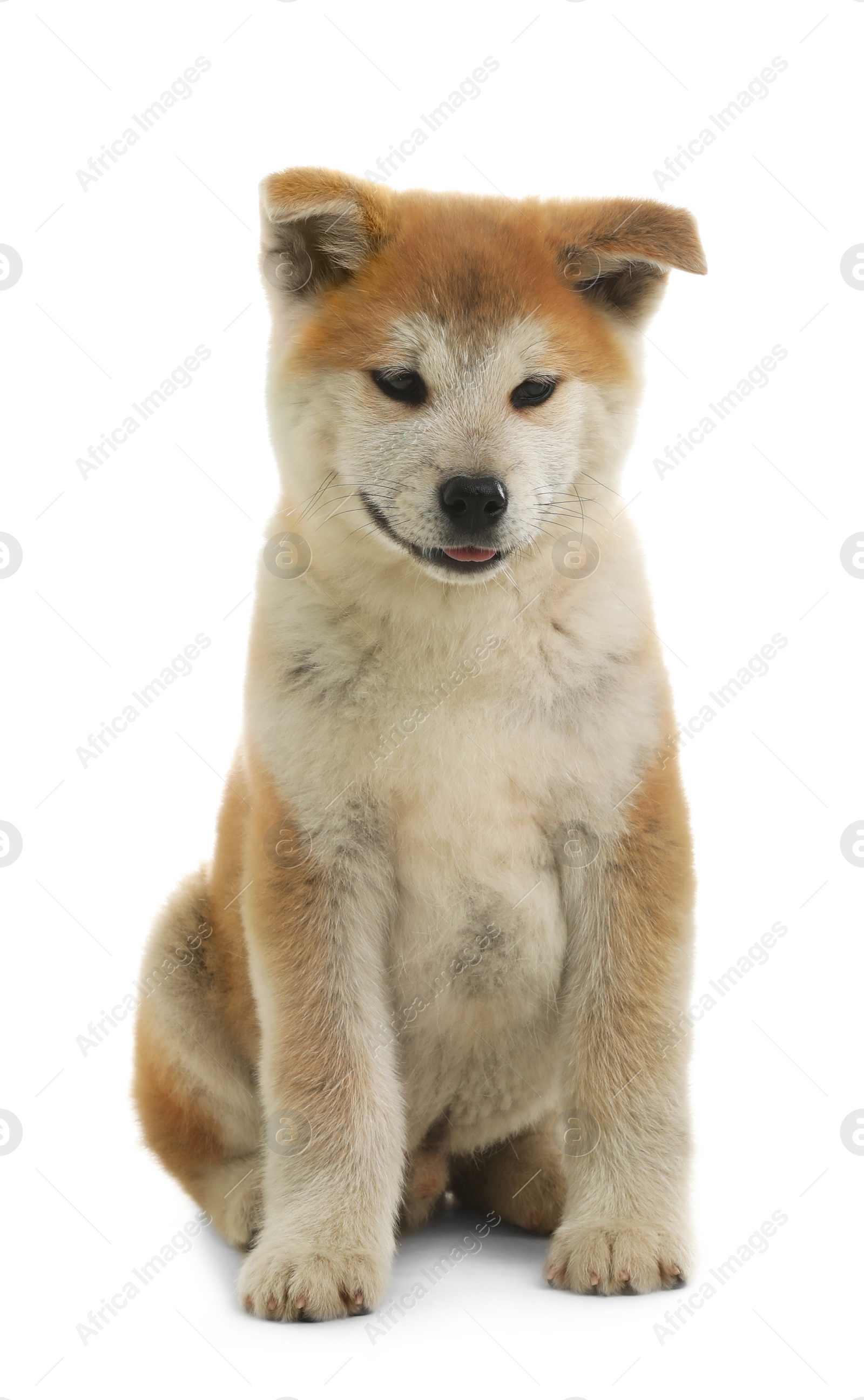 Photo of Cute akita inu puppy isolated on white