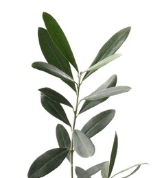Olive twig with fresh green leaves isolated on white