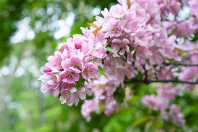 Photo of Tree branch with beautiful pink flowers outdoors, closeup