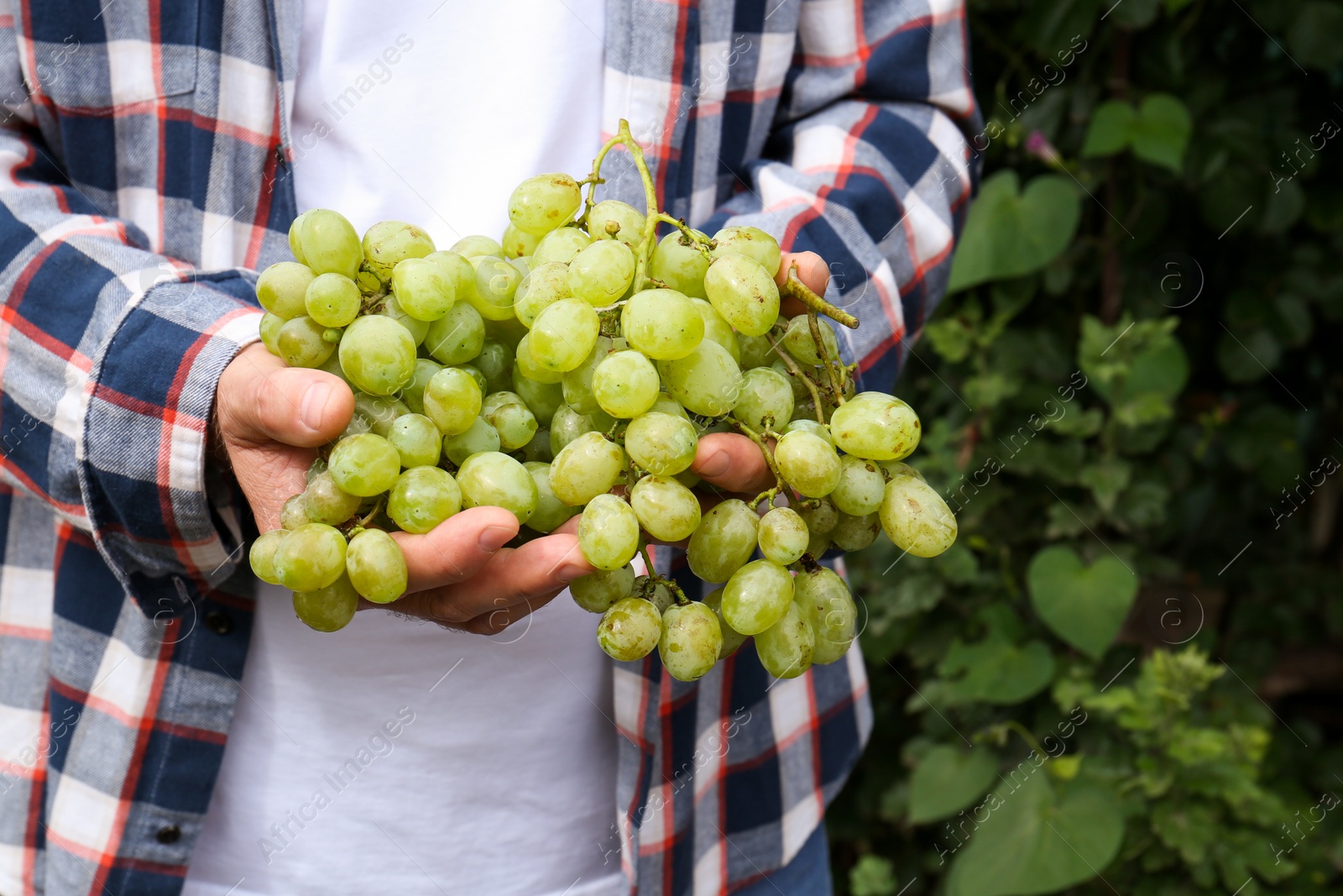 Photo of Farmer holding bunch of ripe grapes in vineyard, closeup