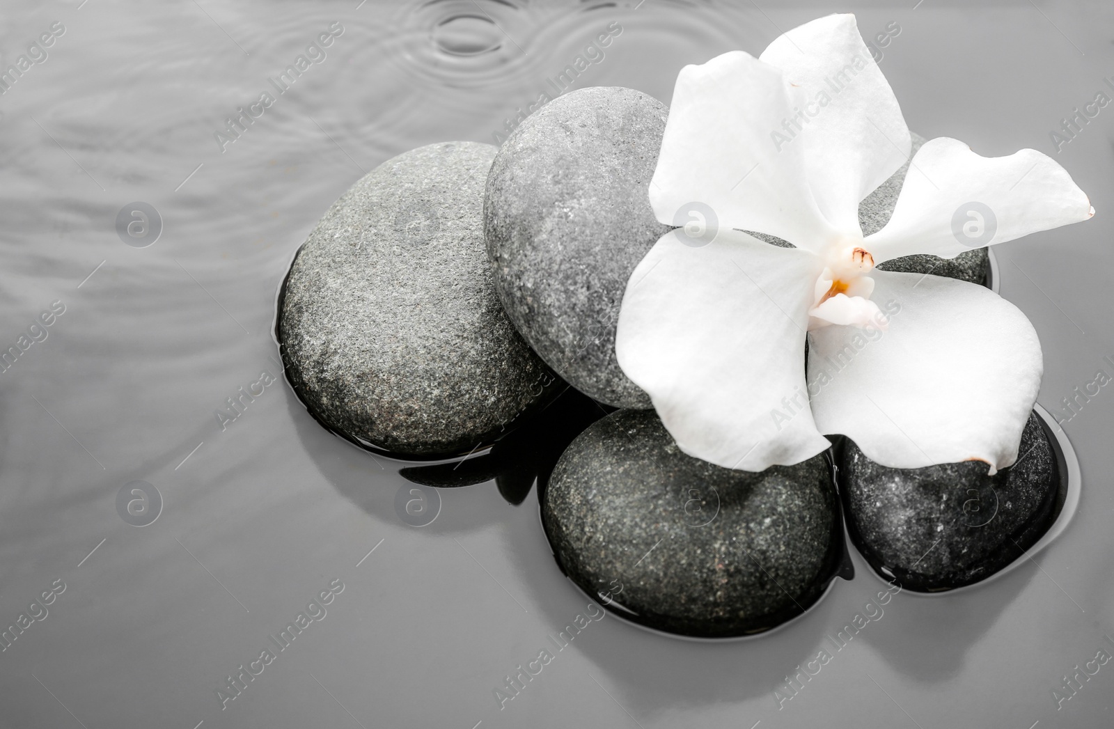 Photo of Stones and orchid flower in water. Zen lifestyle