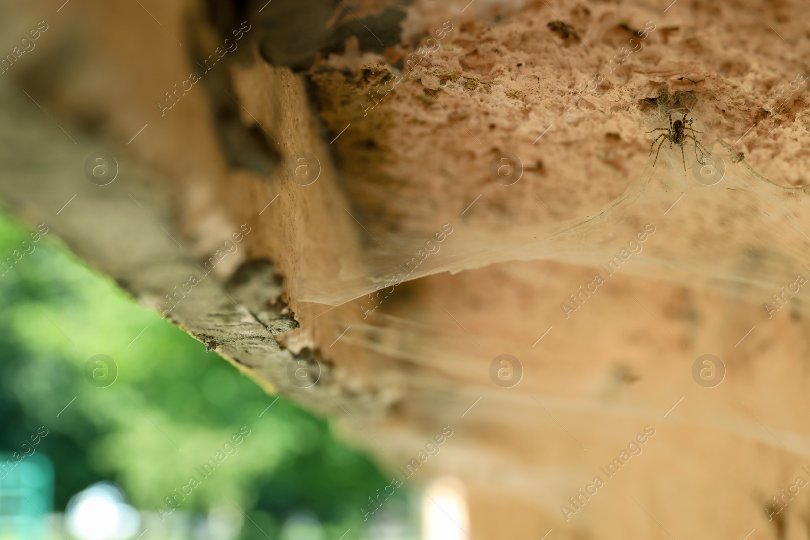 Photo of Cobweb and spider on old building outdoors, closeup