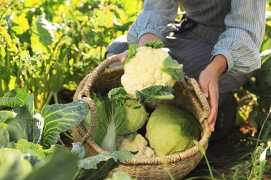 Woman harvesting fresh ripe cabbages on farm, closeup