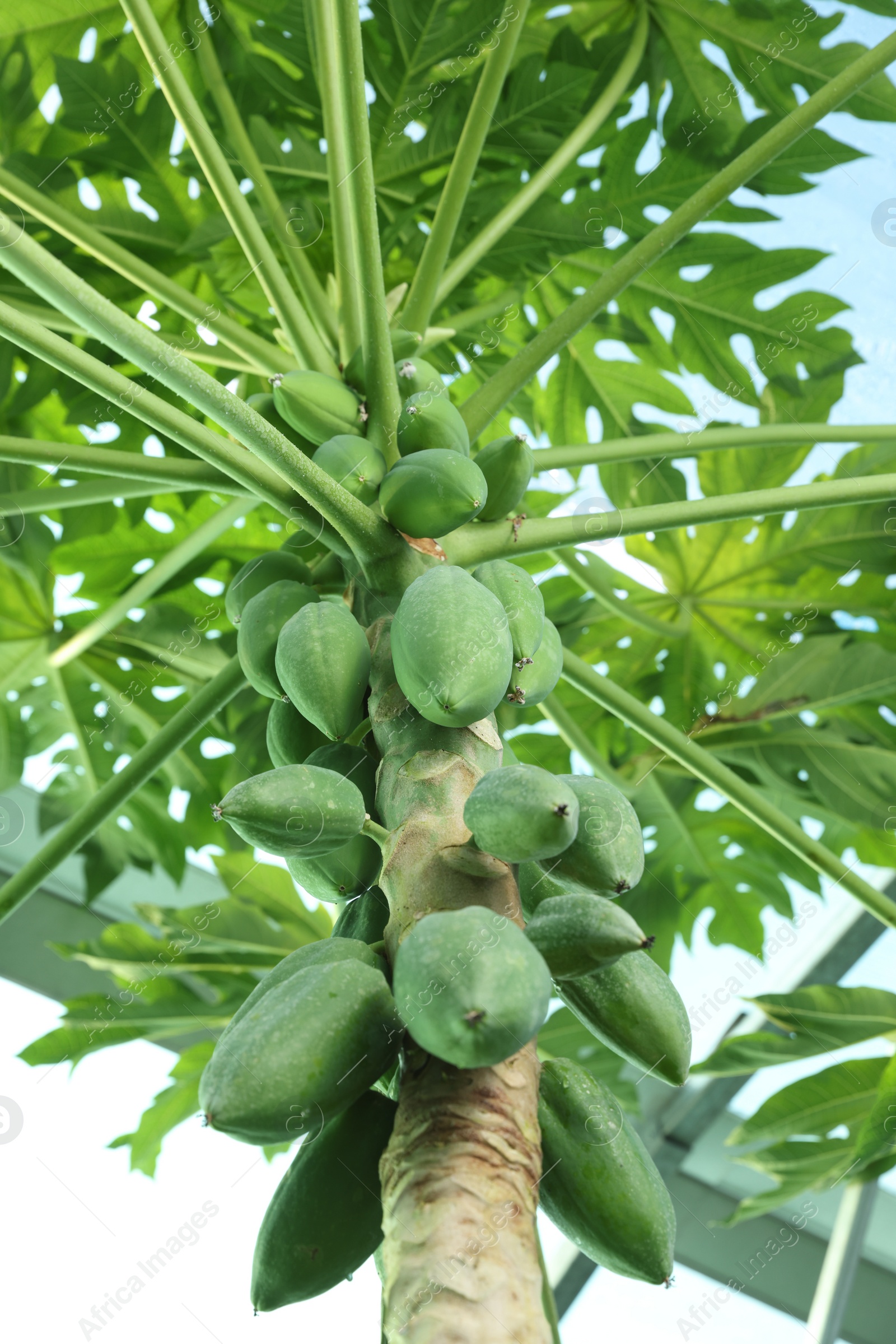 Photo of Unripe papaya fruits growing on tree outdoors, low angle view