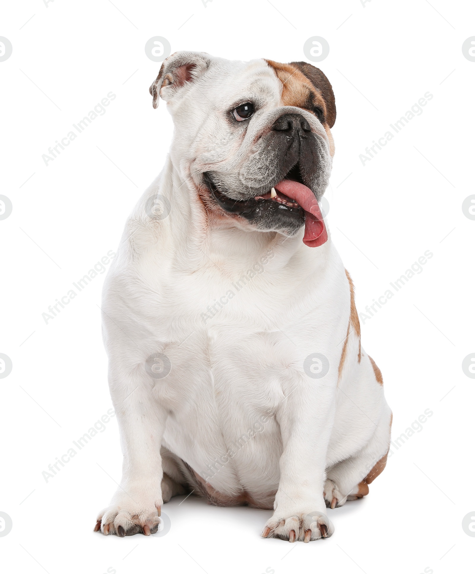 Photo of Adorable funny English bulldog on white background
