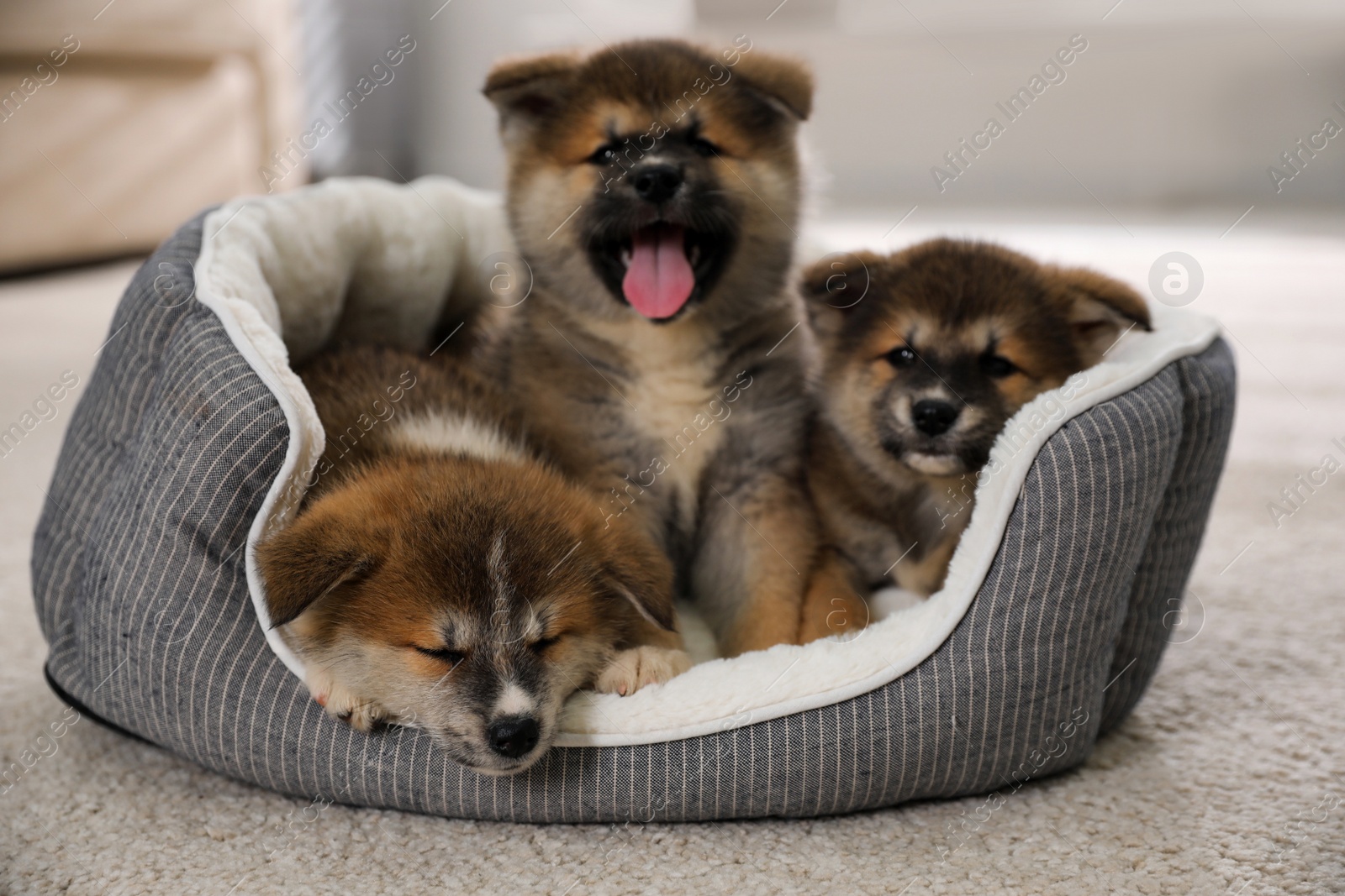 Photo of Adorable Akita Inu puppies in dog bed indoors