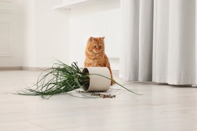 Photo of Cute cat near overturned houseplant at home