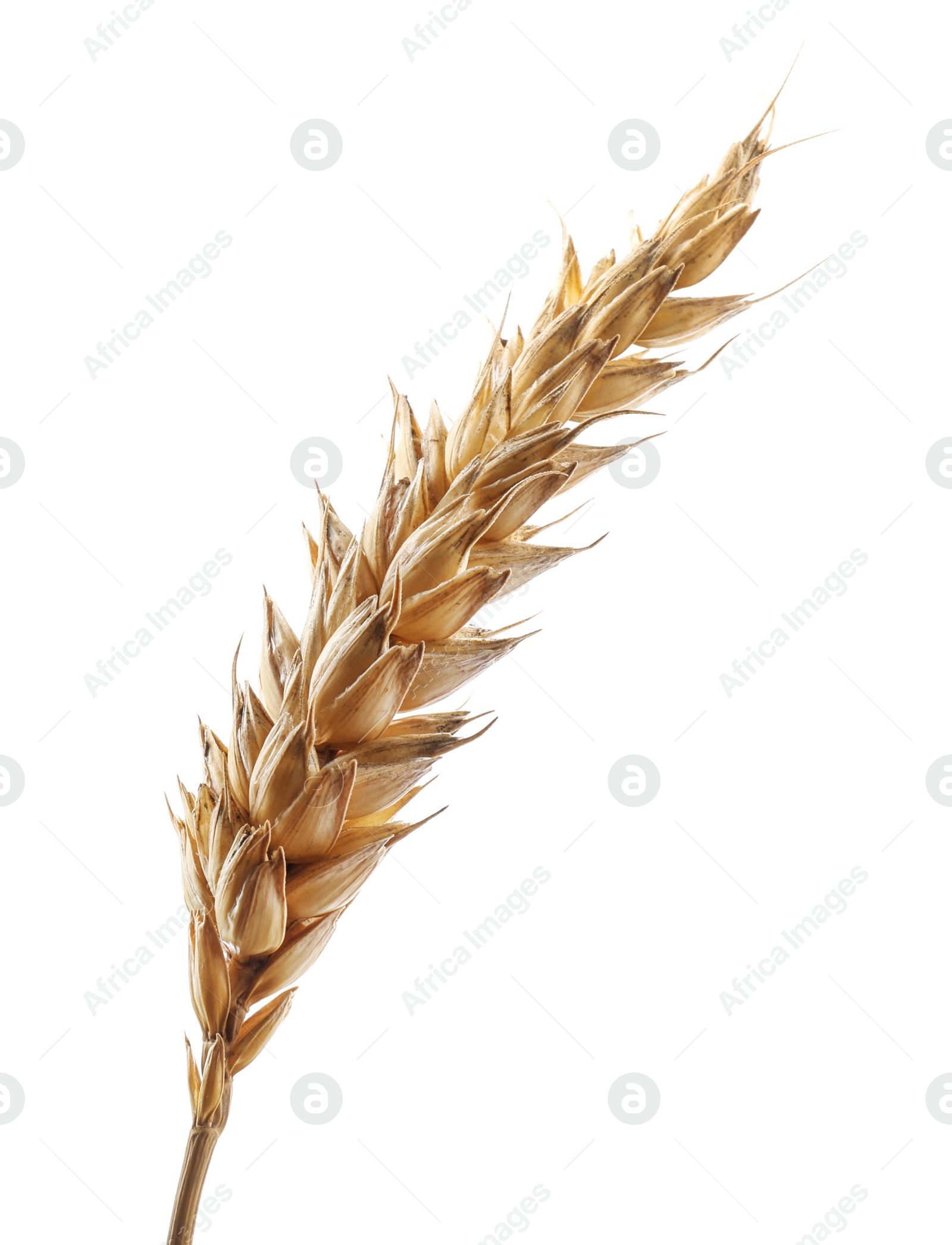 Photo of Dry ear of wheat isolated on white