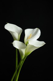 Photo of Beautiful calla lily flowers on black background