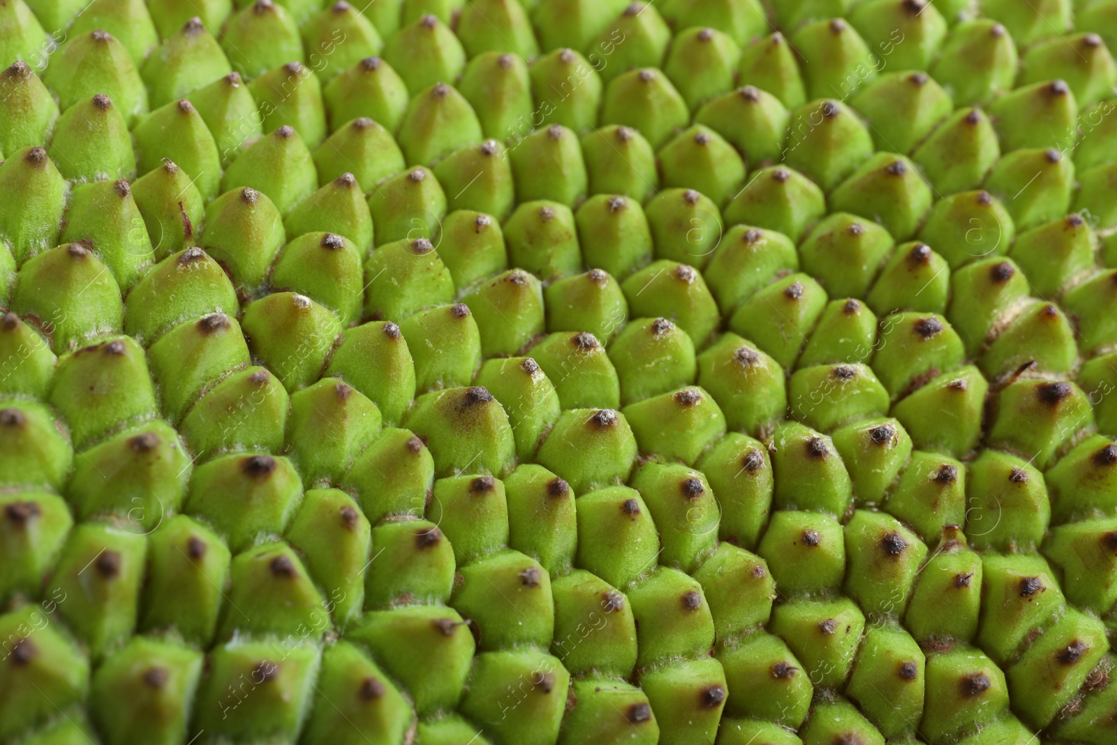 Photo of Delicious fresh exotic jackfruit as background, closeup