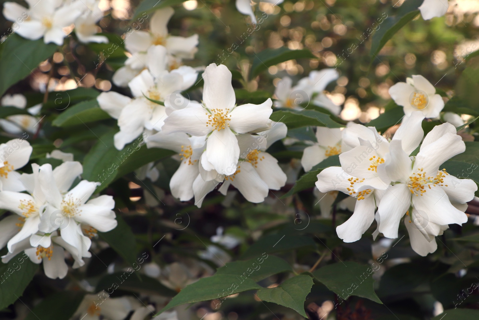 Photo of Closeup view of beautiful blooming white jasmine shrub outdoors