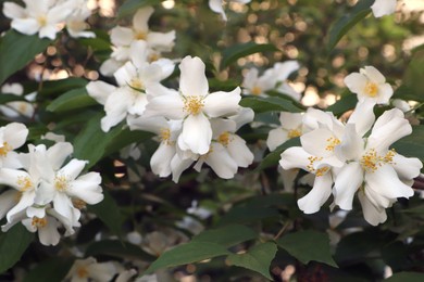 Photo of Closeup view of beautiful blooming white jasmine shrub outdoors