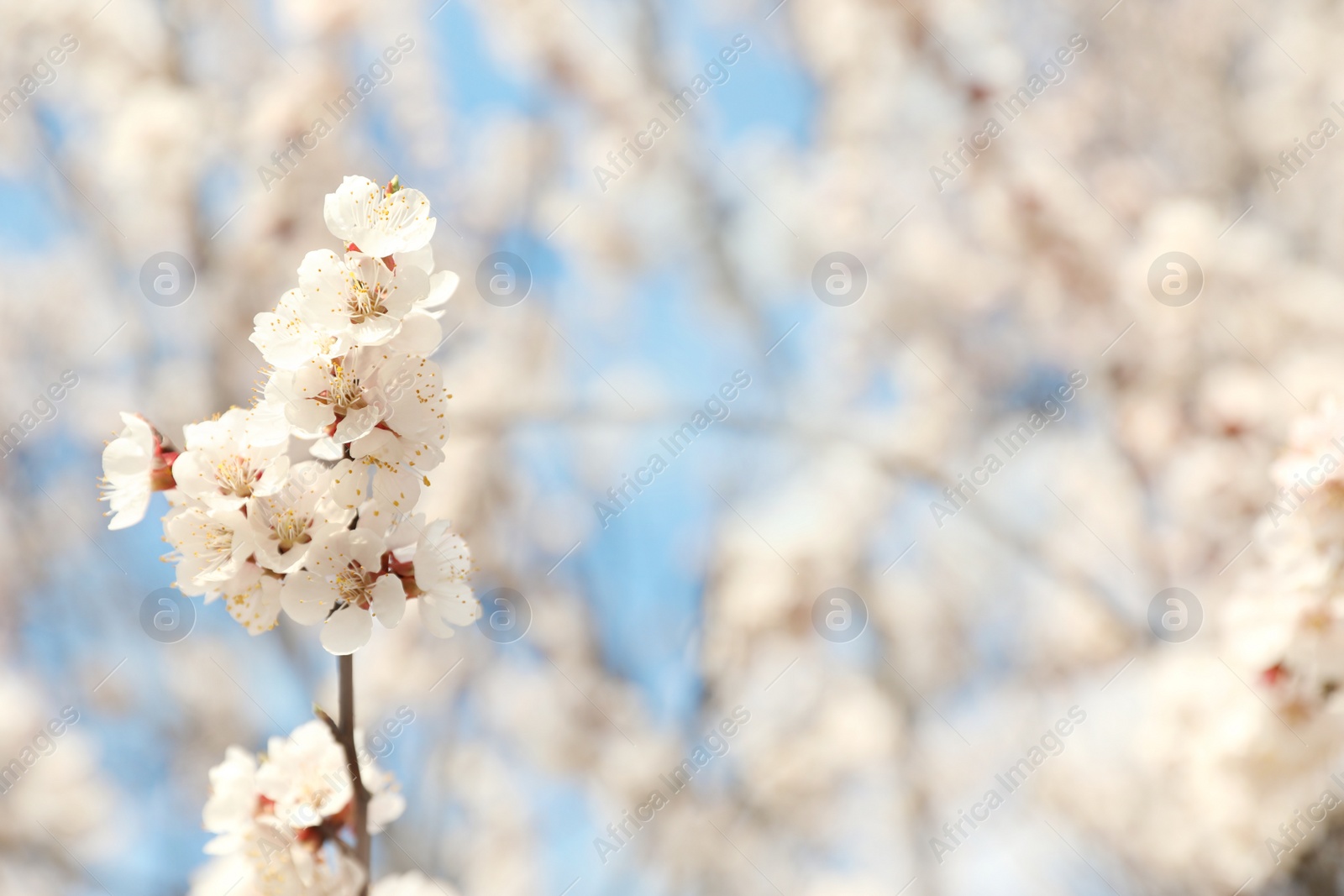 Photo of Beautiful apricot tree branch with tiny tender flowers outdoors, space for text. Awesome spring blossom