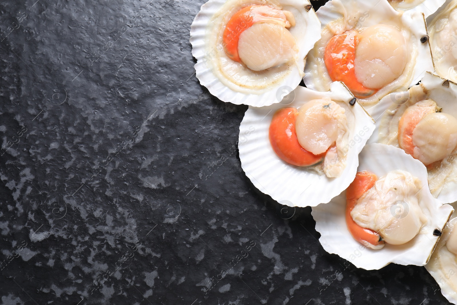 Photo of Fresh raw scallops with shells on black textured table, flat lay. Space for text