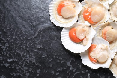 Photo of Fresh raw scallops with shells on black textured table, flat lay. Space for text