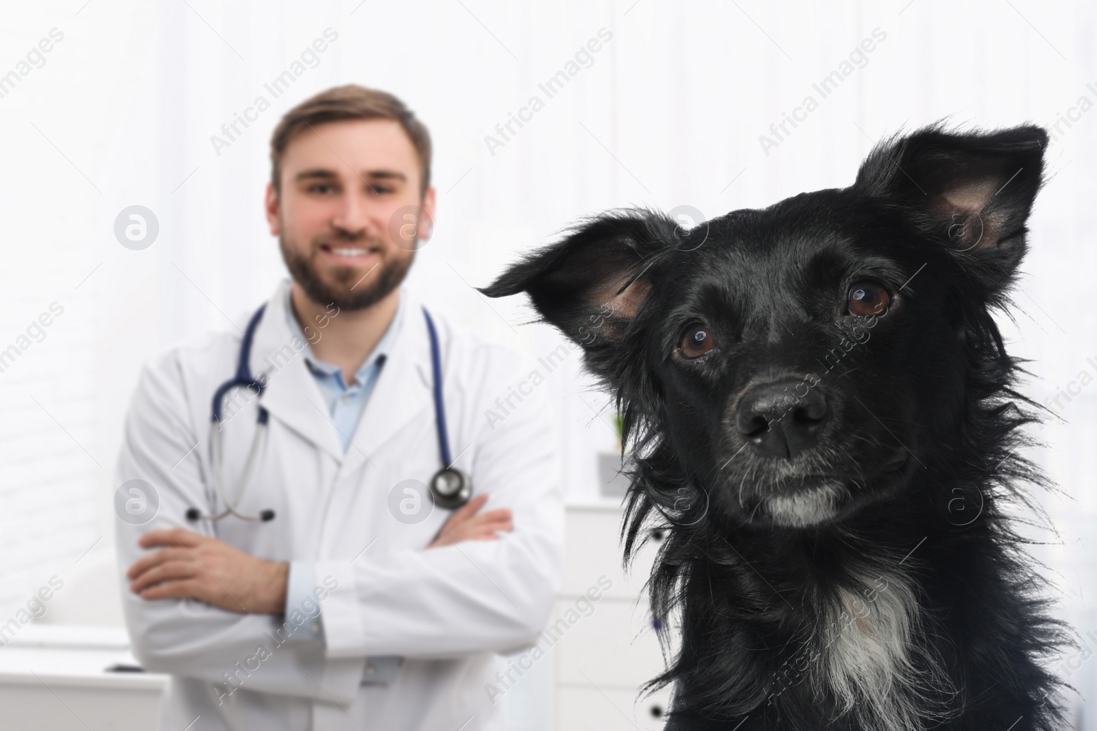 Image of Veterinarian doc with adorable dog in clinic