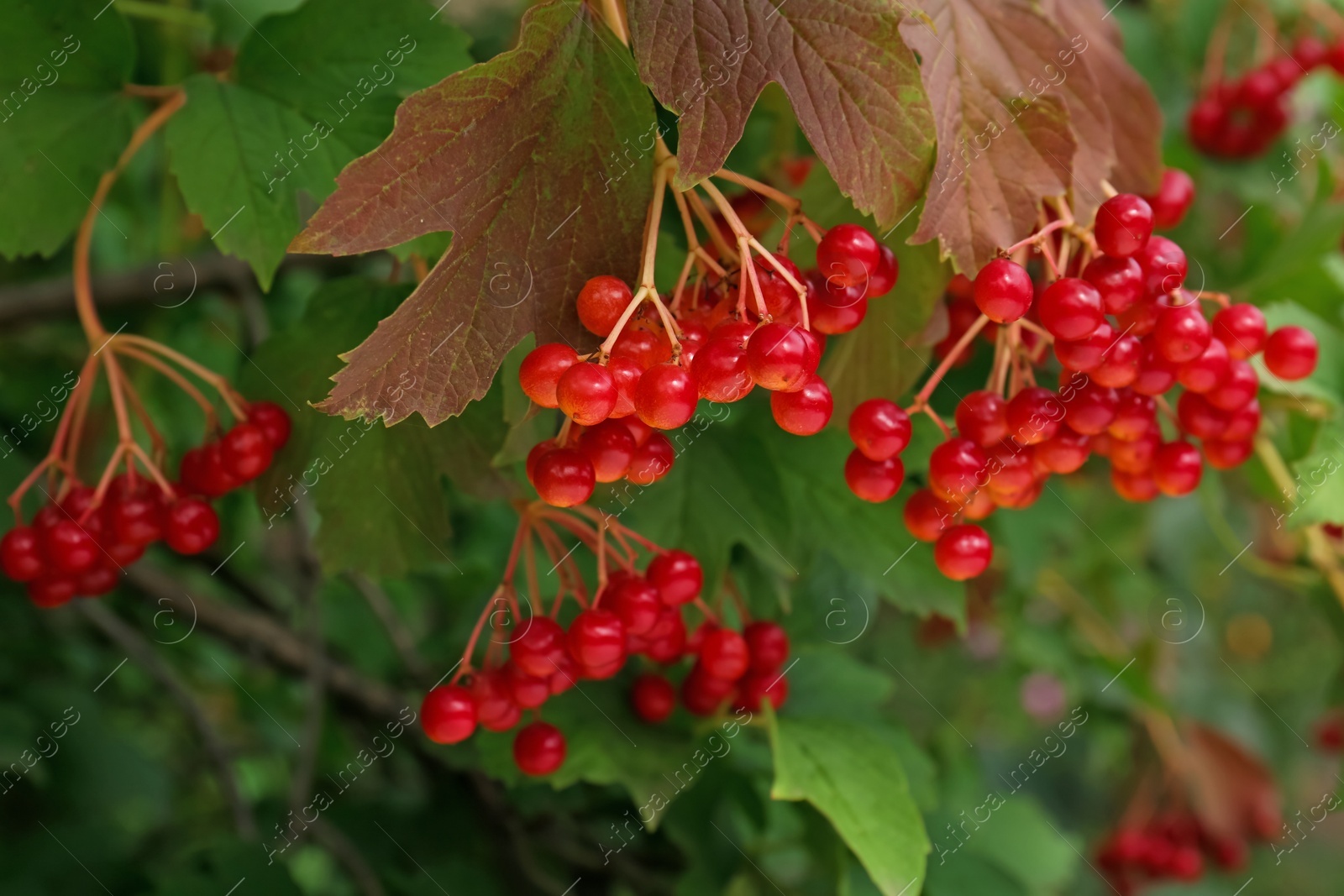 Photo of Beautiful viburnum shrub with ripe berries outdoors