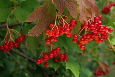 Beautiful viburnum shrub with ripe berries outdoors