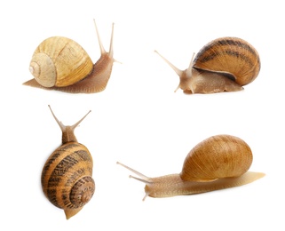 Collection of common garden snails on white background