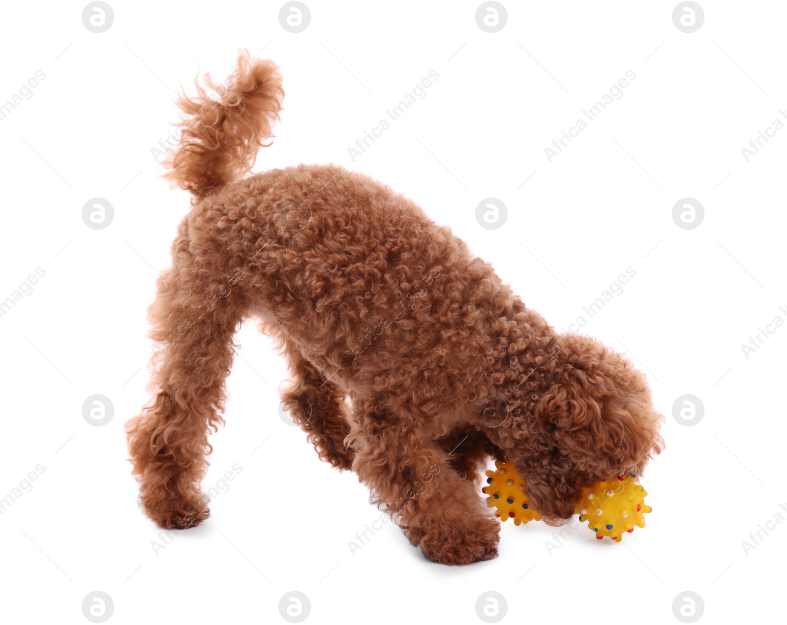 Photo of Cute Maltipoo dog playing with toy on white background. Lovely pet