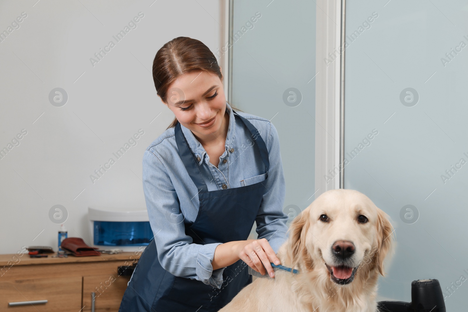 Photo of Professional groomer brushing fur of cute dog in pet beauty salon