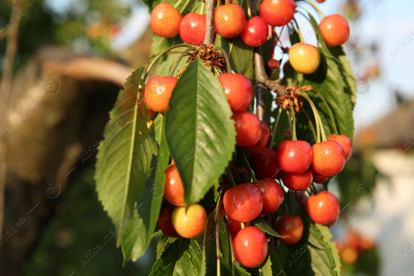 Photo of Cherry tree with green leaves and unripe berries growing outdoors, closeup