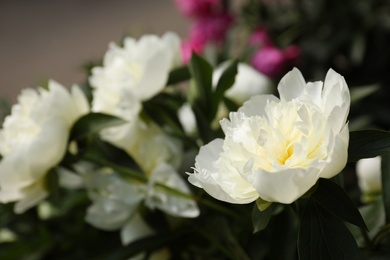 Photo of Closeup view of blooming white peony bush outdoors