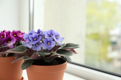 Photo of Beautiful potted violets on window sill, space for text. Delicate house plants