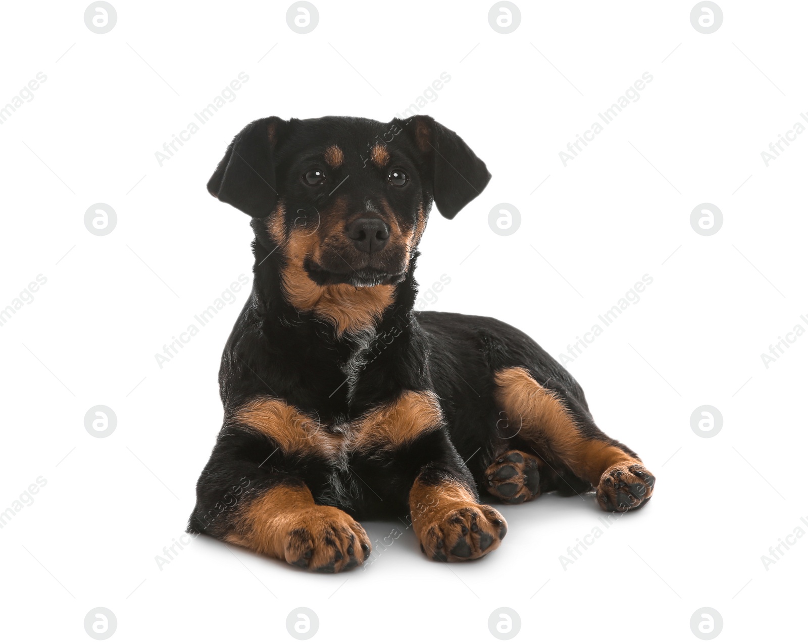 Photo of Cute little puppy lying on white background