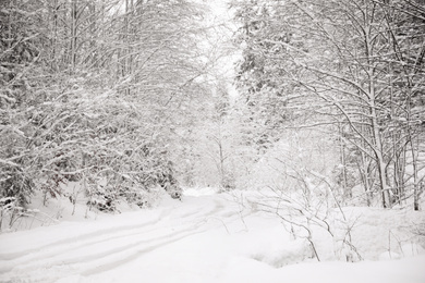 Photo of Beautiful landscape with snowy forest and road on winter day