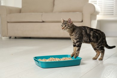 Photo of Tabby cat near litter box at home