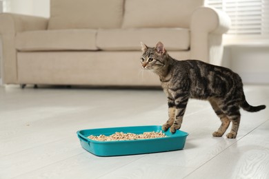 Tabby cat near litter box at home