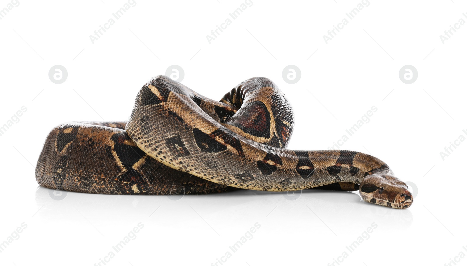 Photo of Brown boa constrictor on white background. Exotic snake