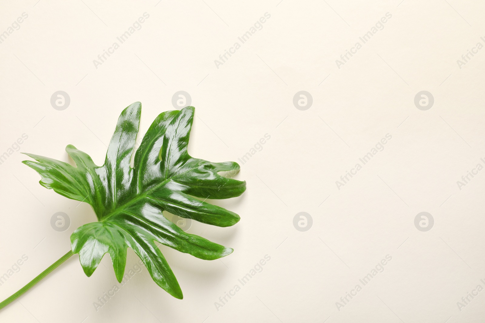 Photo of Tropical Philodendron leaf on light background, top view