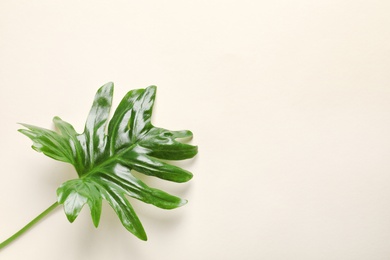 Tropical Philodendron leaf on light background, top view