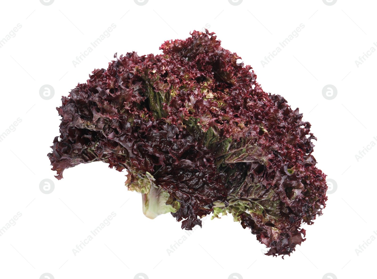 Photo of Bunch of fresh red coral lettuce isolated on white