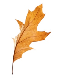 Photo of Beautiful autumn leaf on white background. Fall foliage