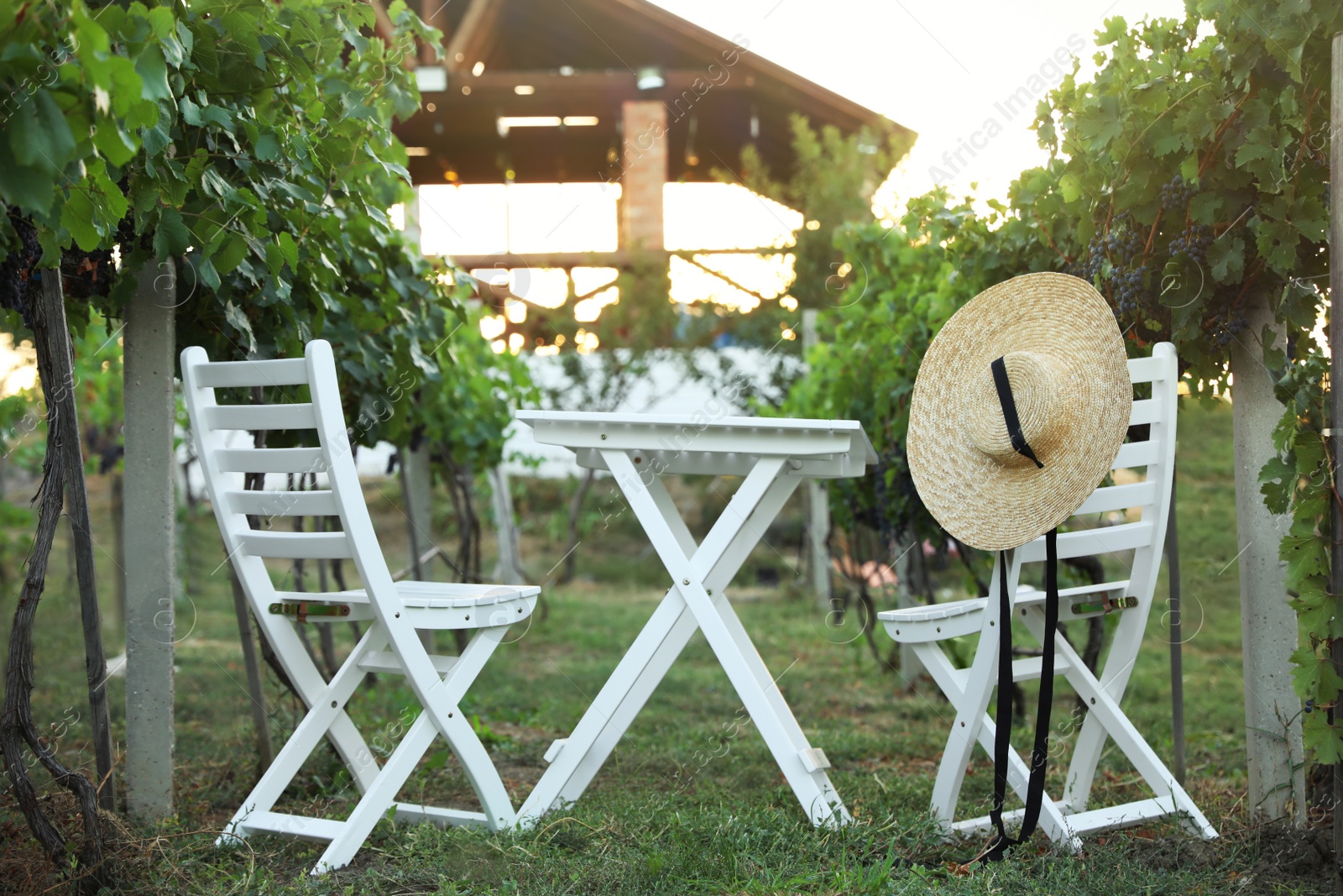 Photo of White table and chairs in vineyard with ripe grapes